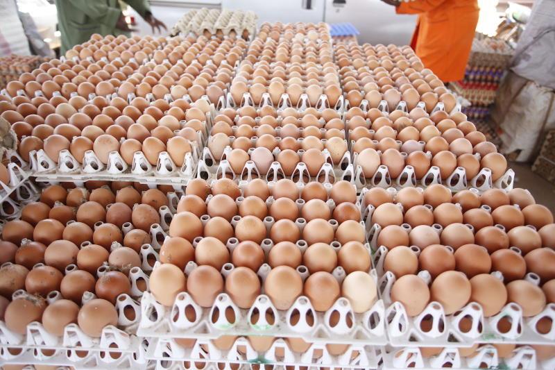 Fresh table eggs